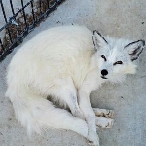 Meet your Posher, Joel